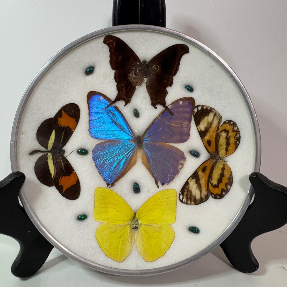 Mid-century modern real preserved butterfly plate wall hanging